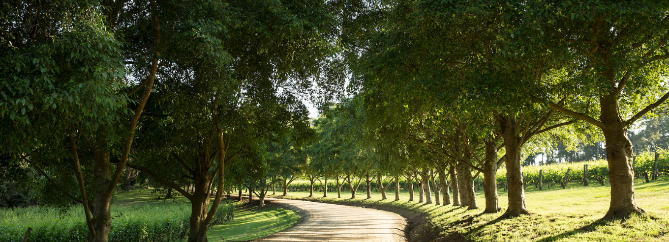 Lindenderry Estate driveway